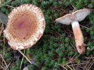 Tricholoma vaccinum 